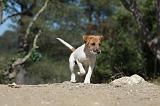 PARSON RUSSEL TERRIER 032